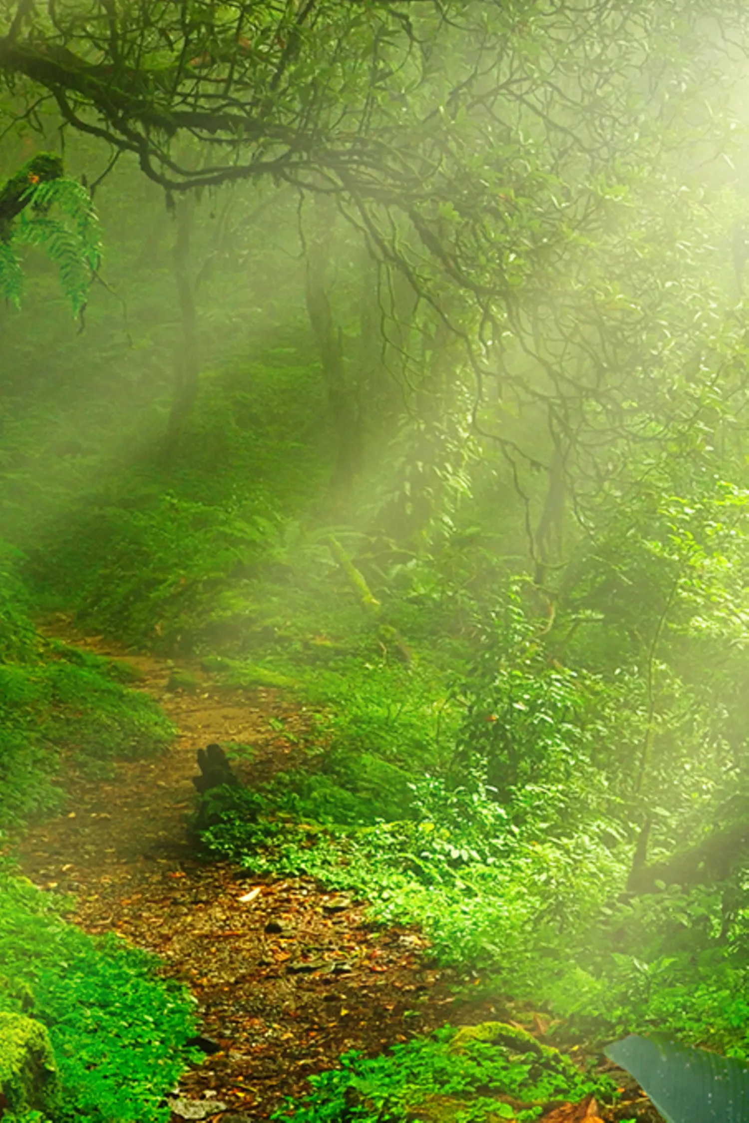 A tropical jungle, flooded with light