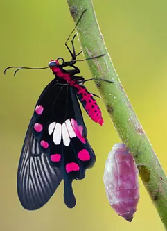 KI-generiertes Bild - Verwandlung des Gemeinen Rosenschmetterlings aus dem Kokon, Puppe