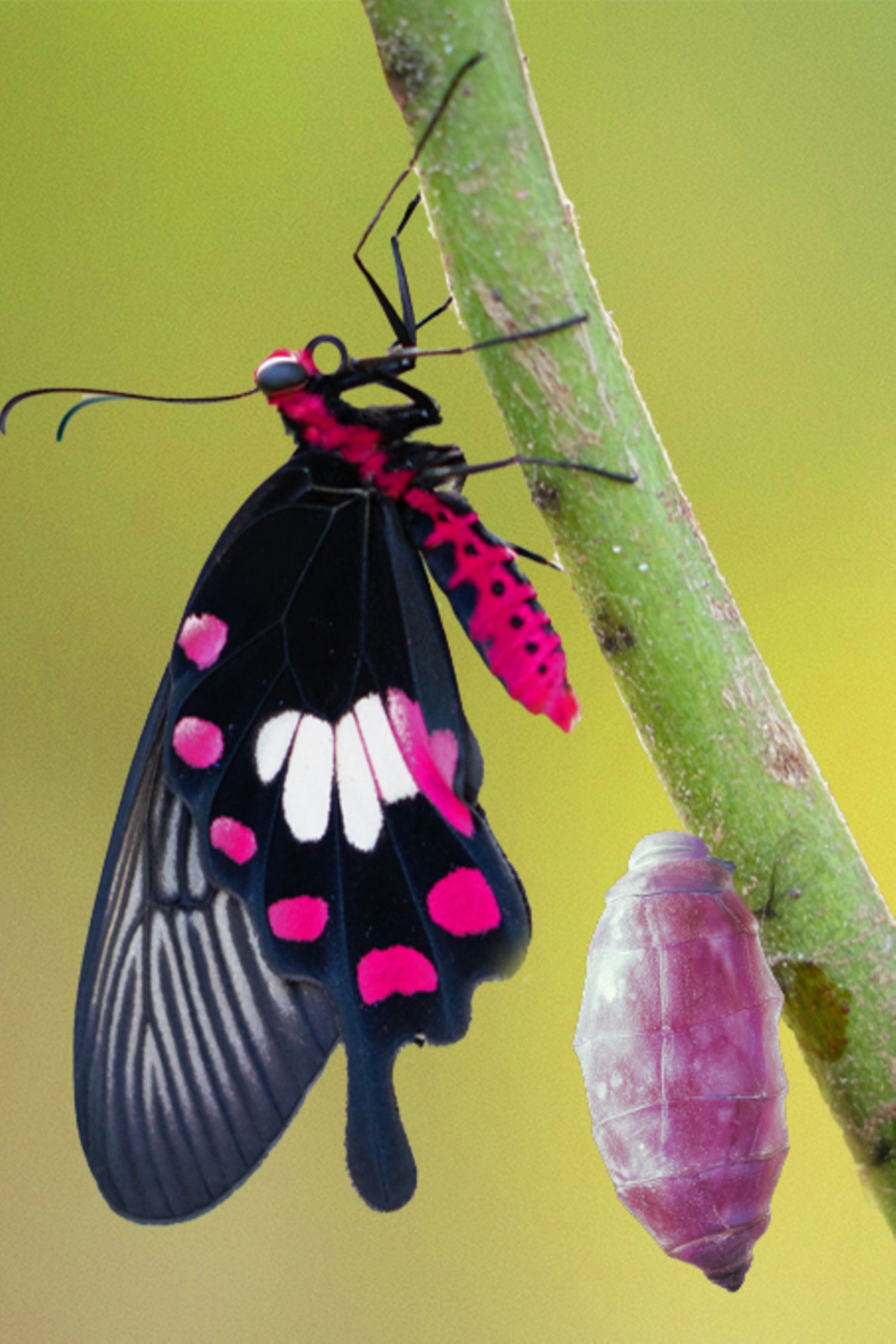 AI-generated image - Transformation of common rose butterfly emerging from cocoon, chrysalis