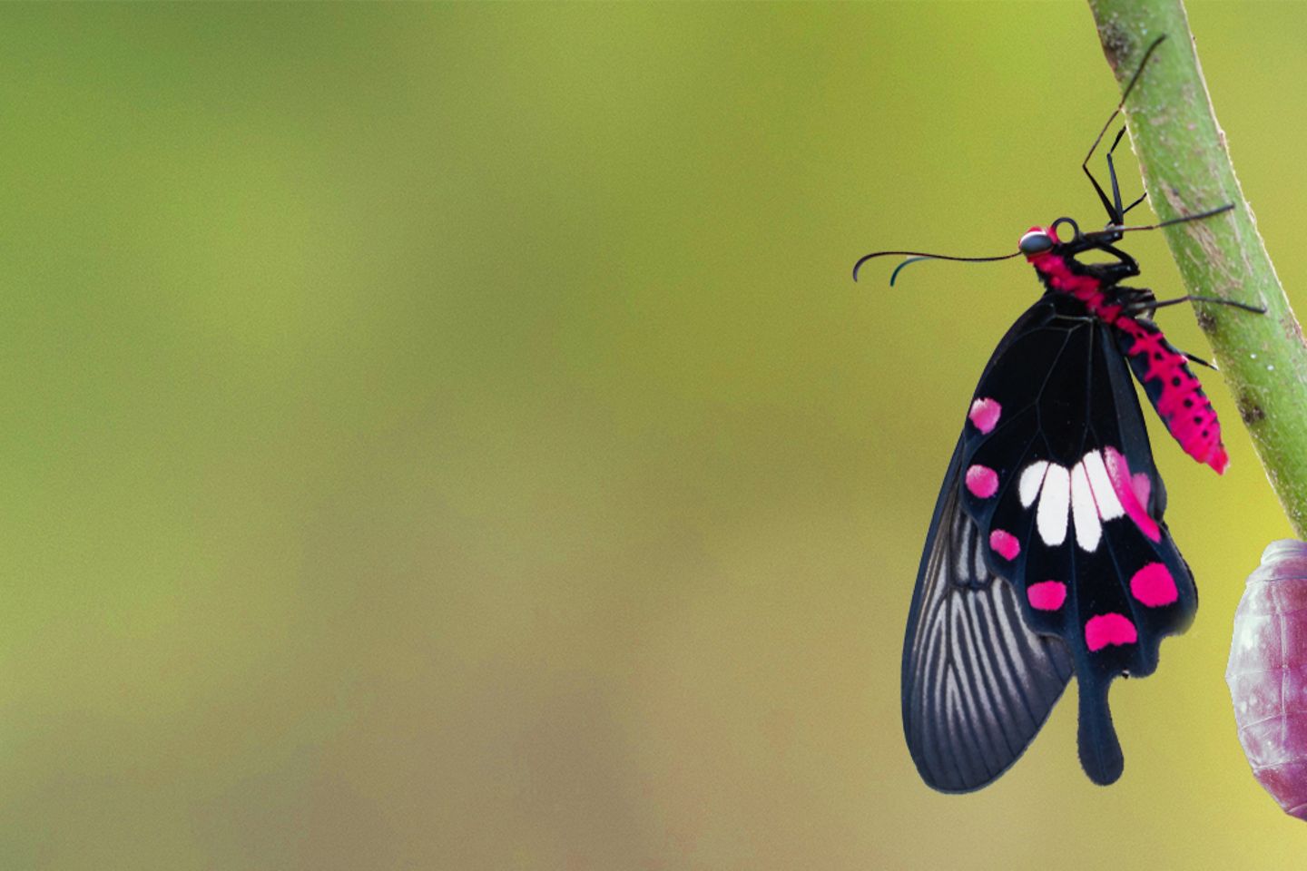 AI-generated image - Transformation of common rose butterfly emerging from cocoon, chrysalis