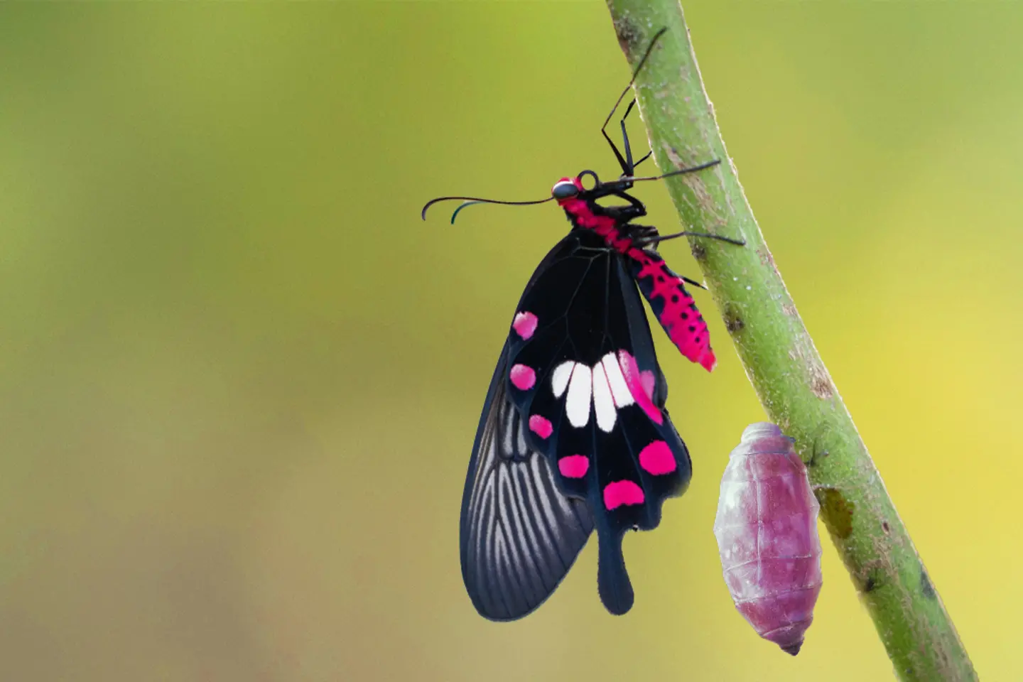 Imagen generada por IA - Metamorfosis de la mariposa común de la rosa desde el capullo, crisálida