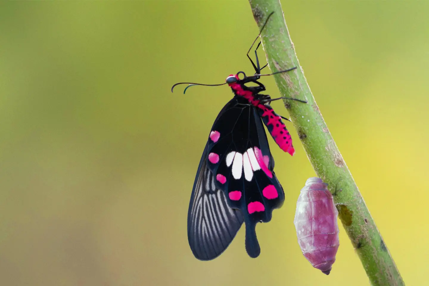 AI-generated image - Transformation of common rose butterfly emerging from cocoon, chrysalis