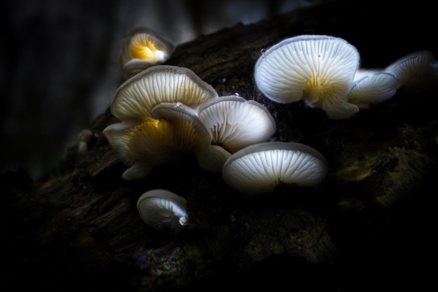 Helle durchsichtige Pilze, die auf dunklem Boden wachsen