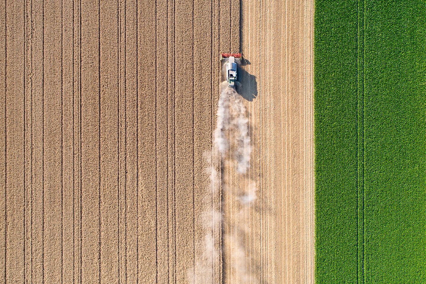 Tractor desplazándose por un campo de trigo dejando una nube de polvo tras de sí