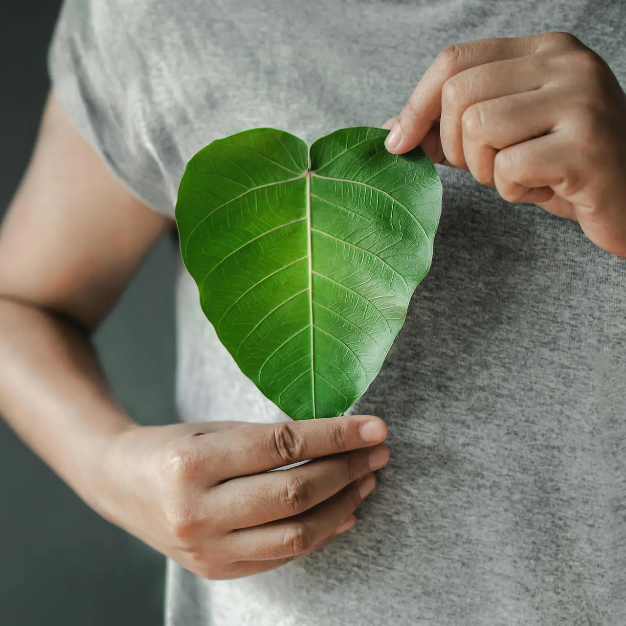Persoon houdt een hartvormig groen blad vast.