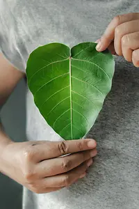 Una persona sostiene una hoja verde en forma de corazón.