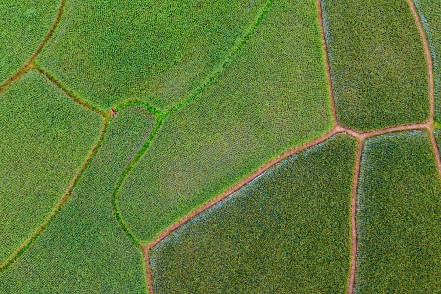 Luftaufnahme eines Reisfeldes 