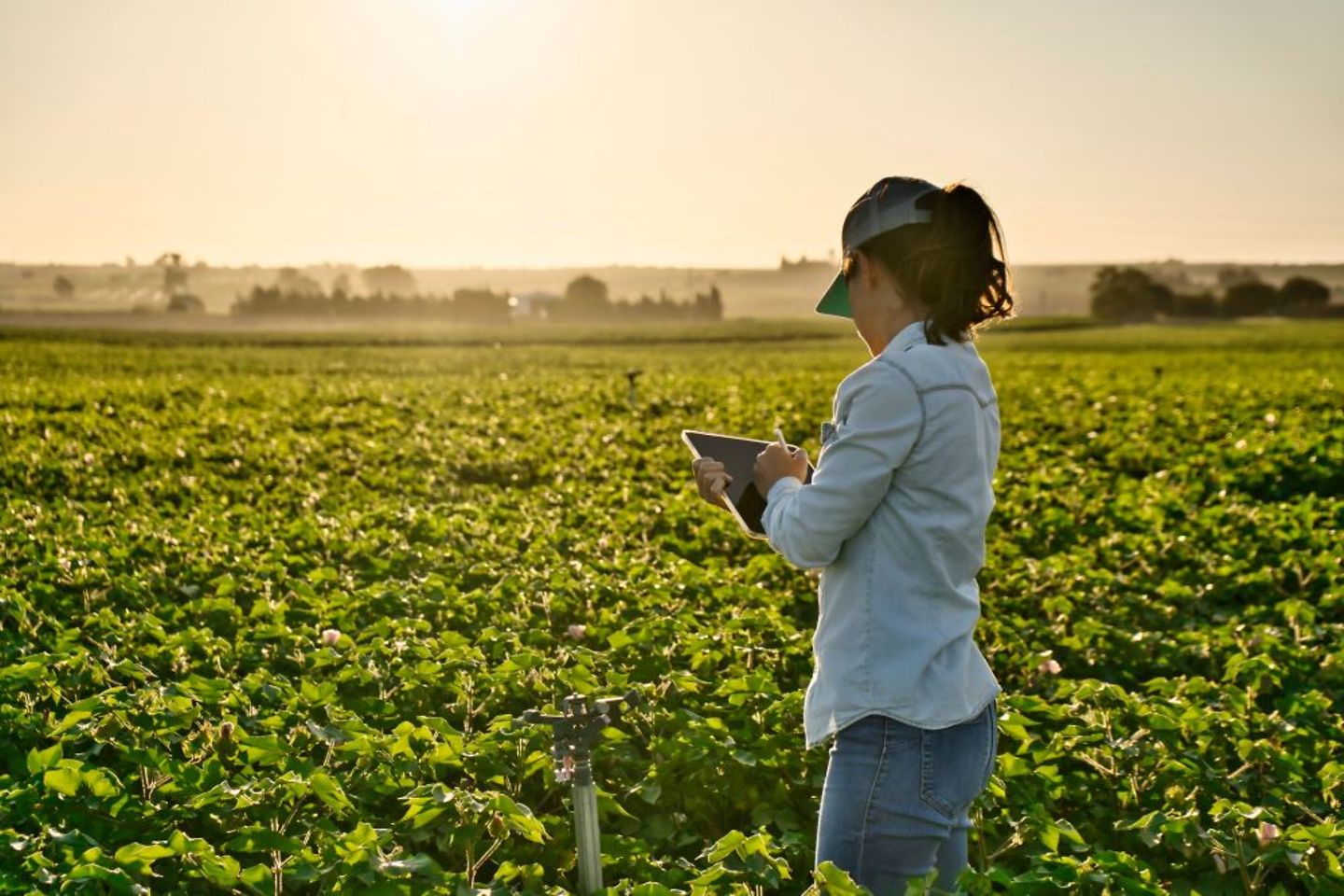 Landwirtschafterin überwacht ihr Feld mithilfe eines Tablets