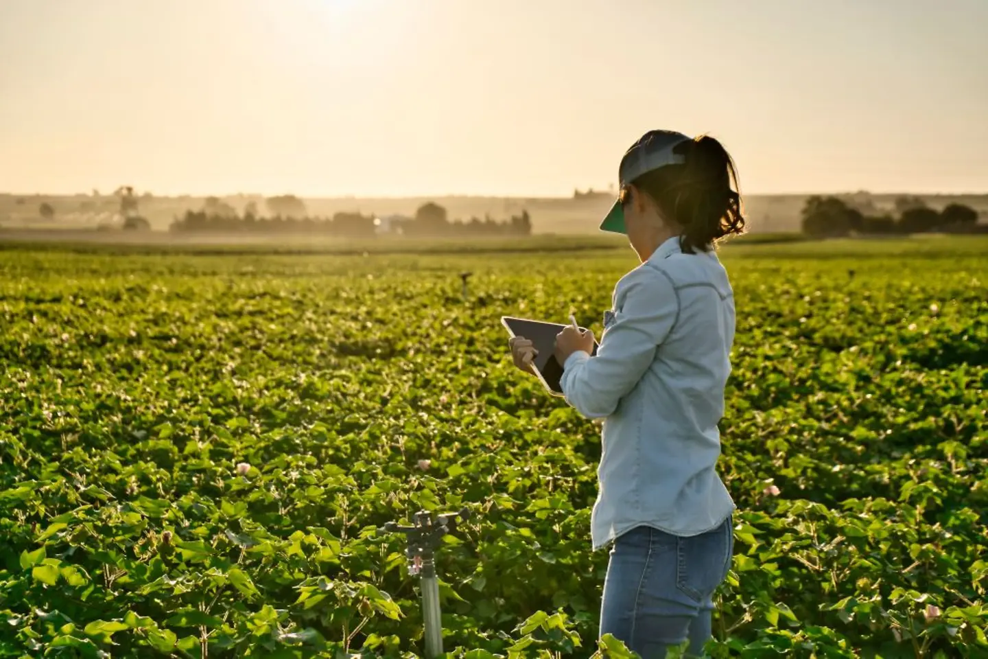 Landwirtschafterin überwacht ihr Feld mithilfe eines Tablets