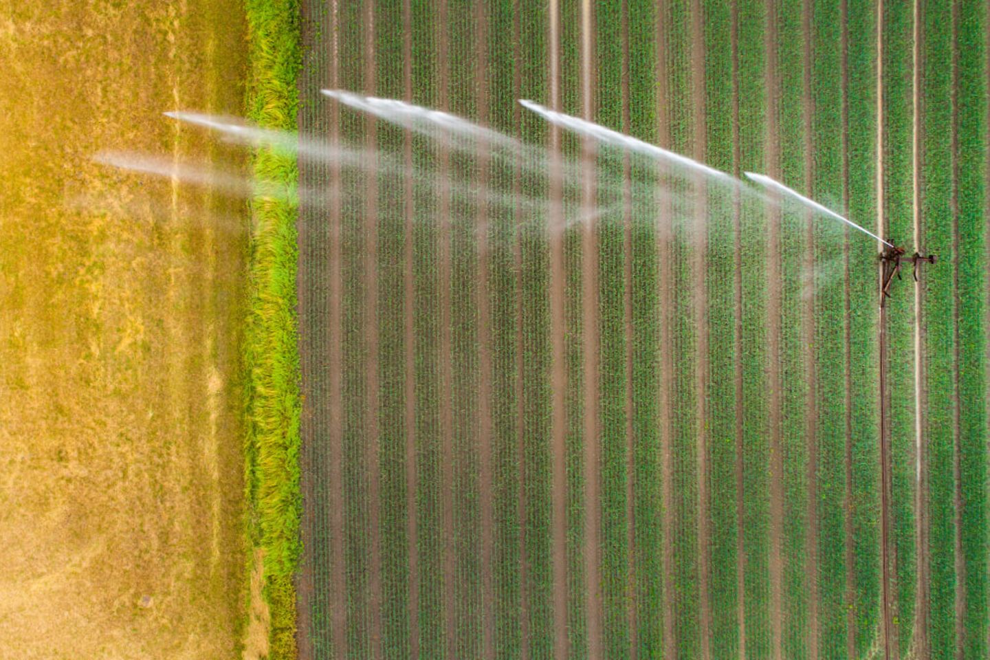 Artificial watering of a wheat field