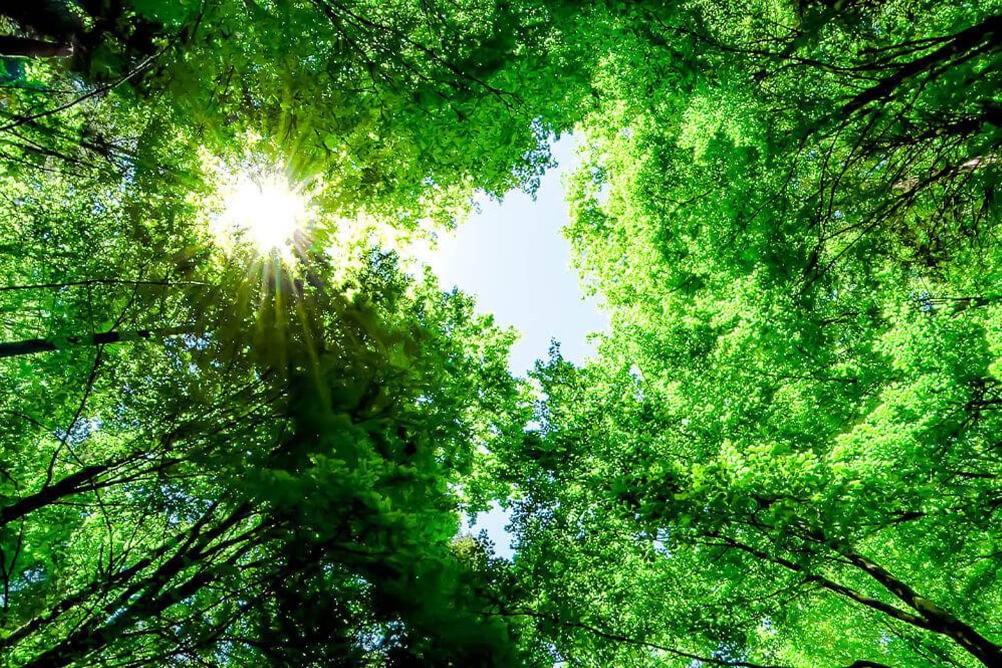 Forêt vue d'en bas avec la lumière du soleil