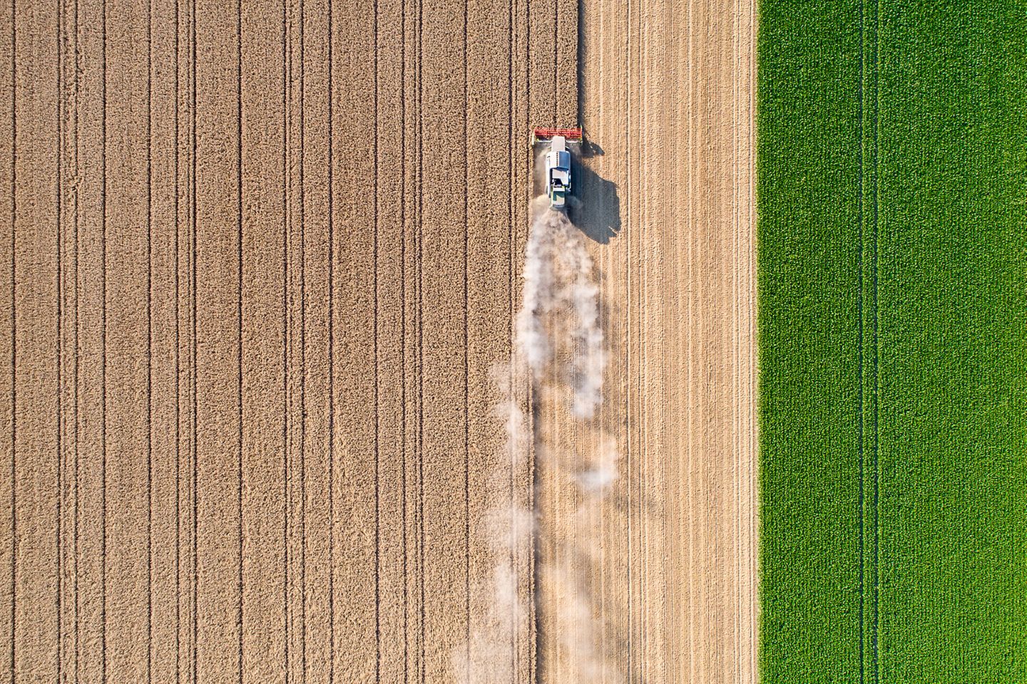 Traktor fährt über Weizenfeld und zieht eine Staubwolke hinter sich her