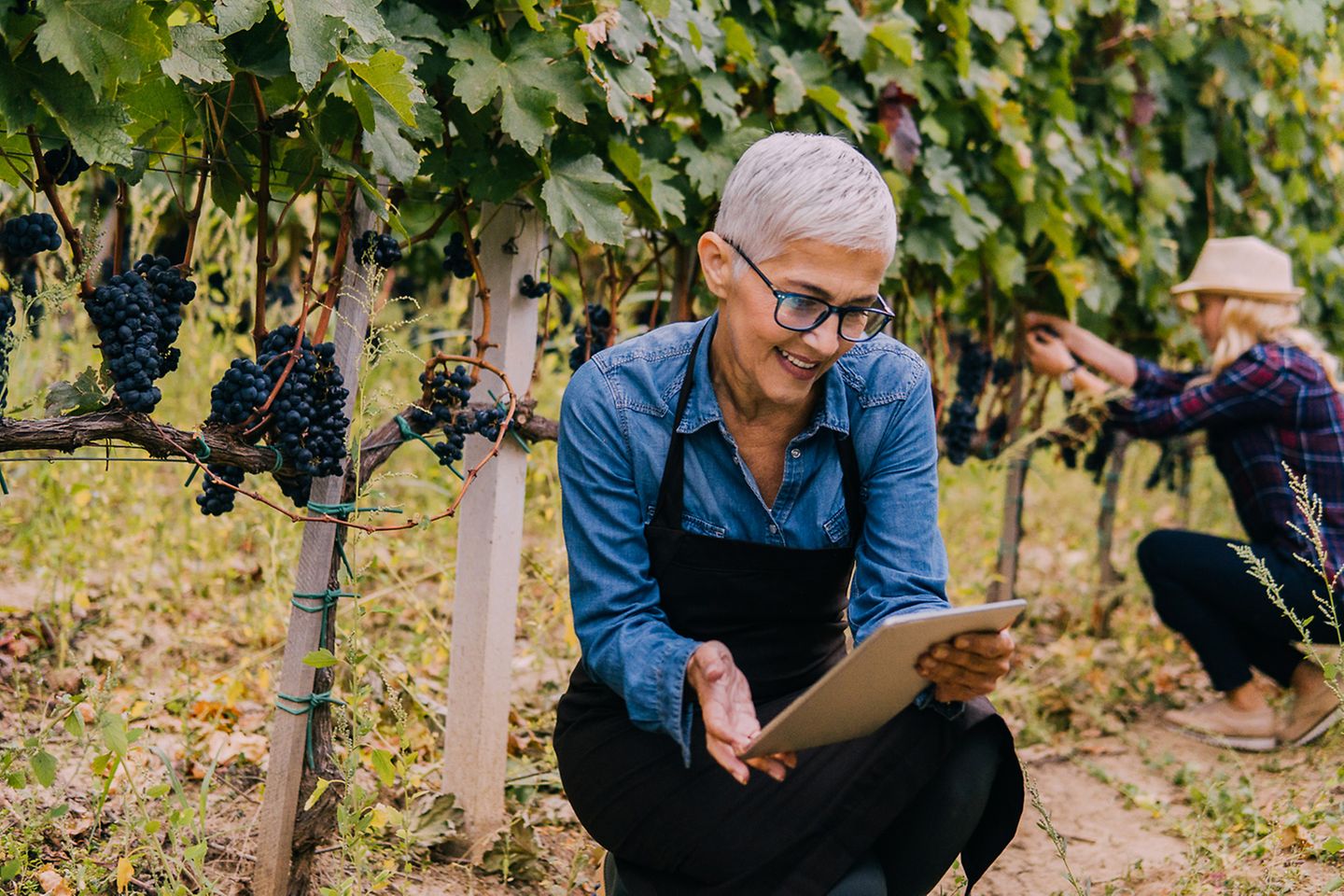 Mittelalte Frau sitzt mit einem Tablet in der Hand in einem Weinberg