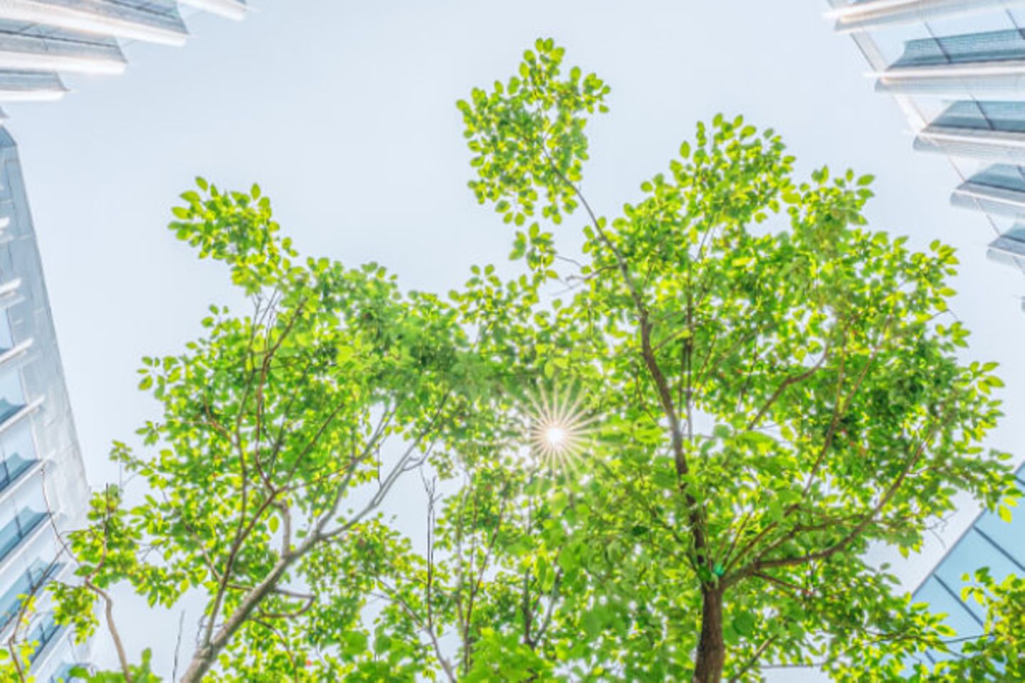 Bird's eye view of a building with a tree and the sun in the corner.