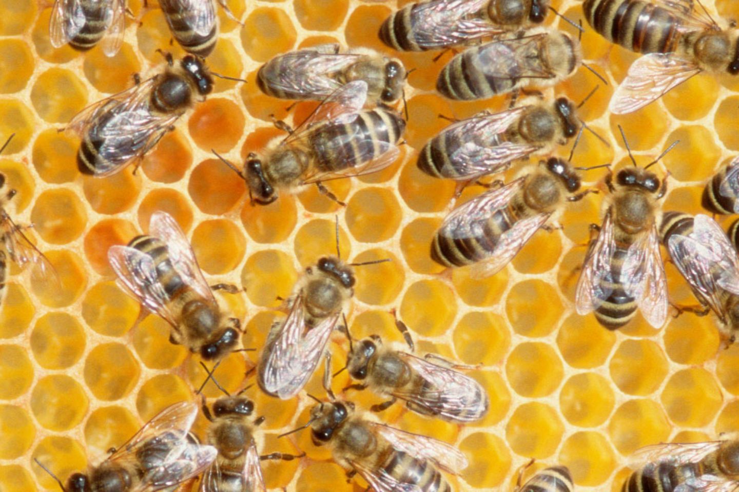 Muitas abelhas na colmeia