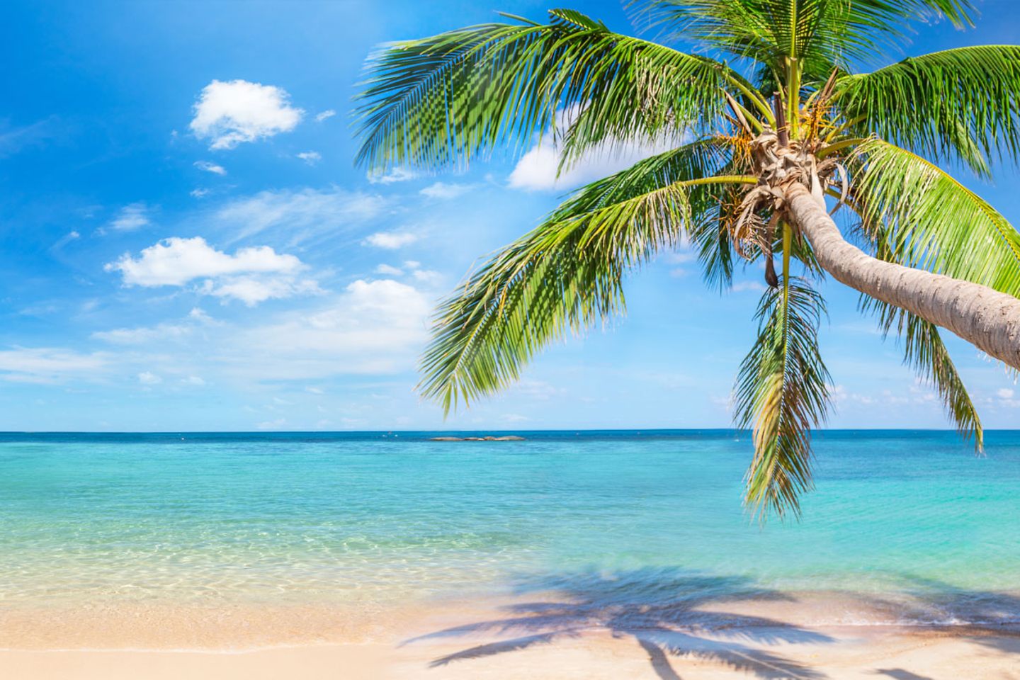 beach with palm tree