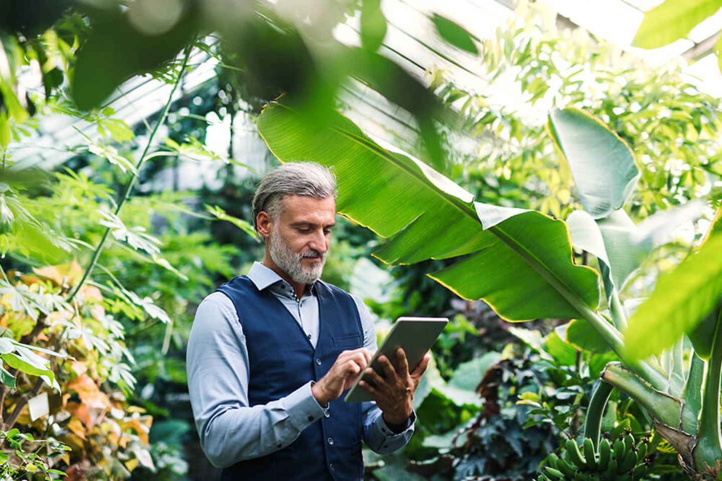 Business Mann arbeitet an einem Tablet im Gewächshaus