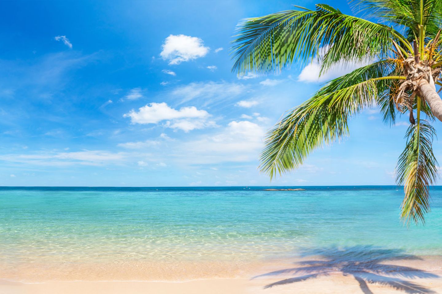 beach with palm tree