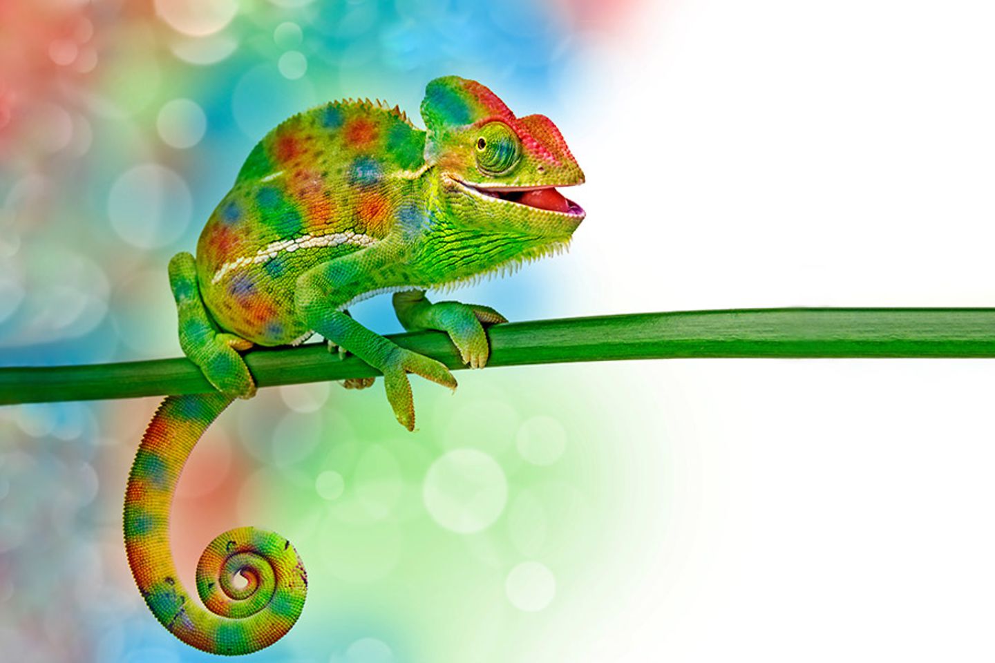 Kameleon en kleuren