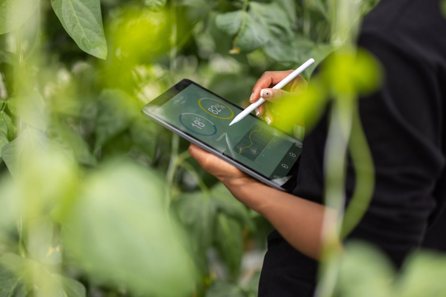 Agronomist using digital tablet for analysis of plantation