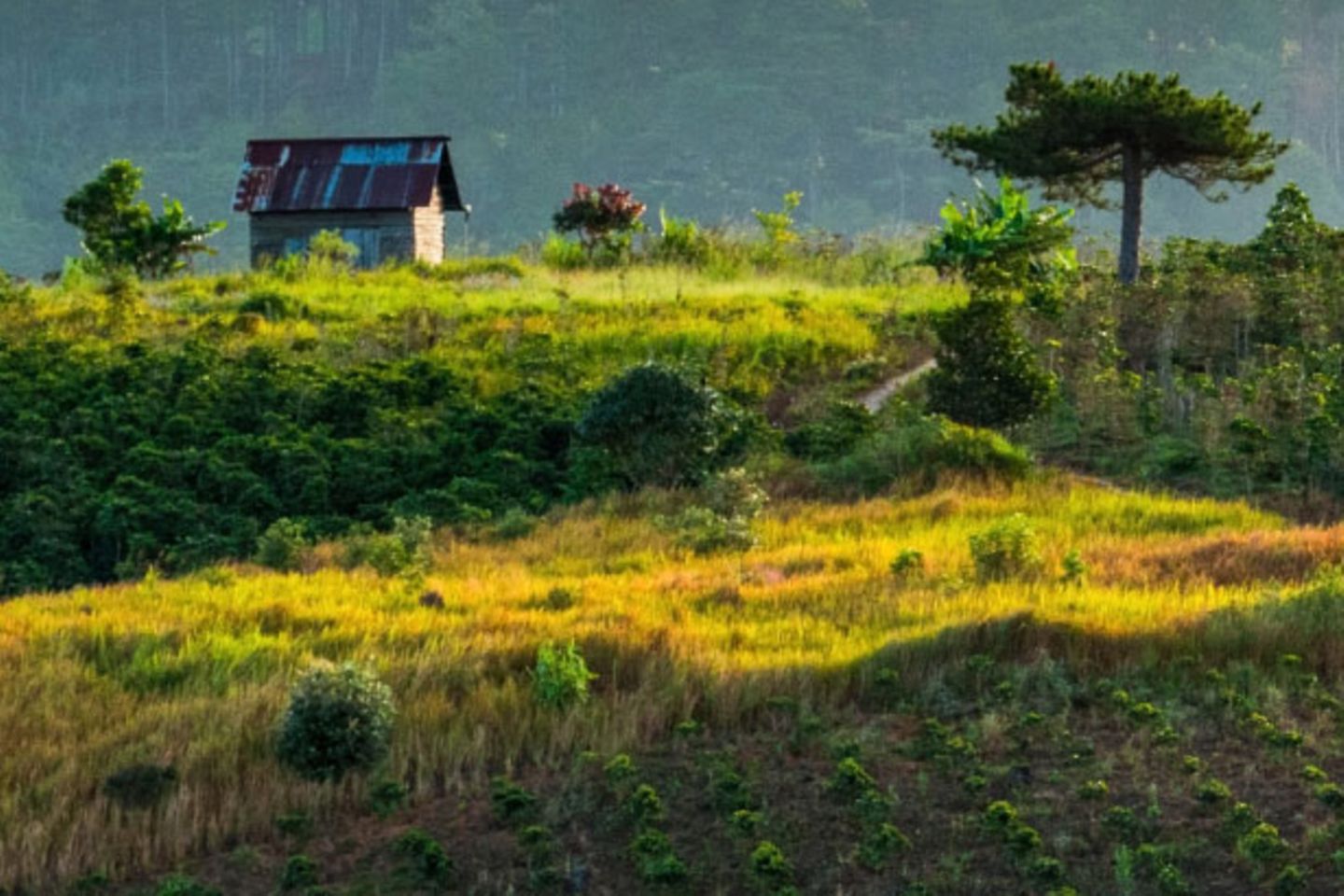 Eine Wiese auf einem Berg. Im Hintergund steht ein kleines Haus.