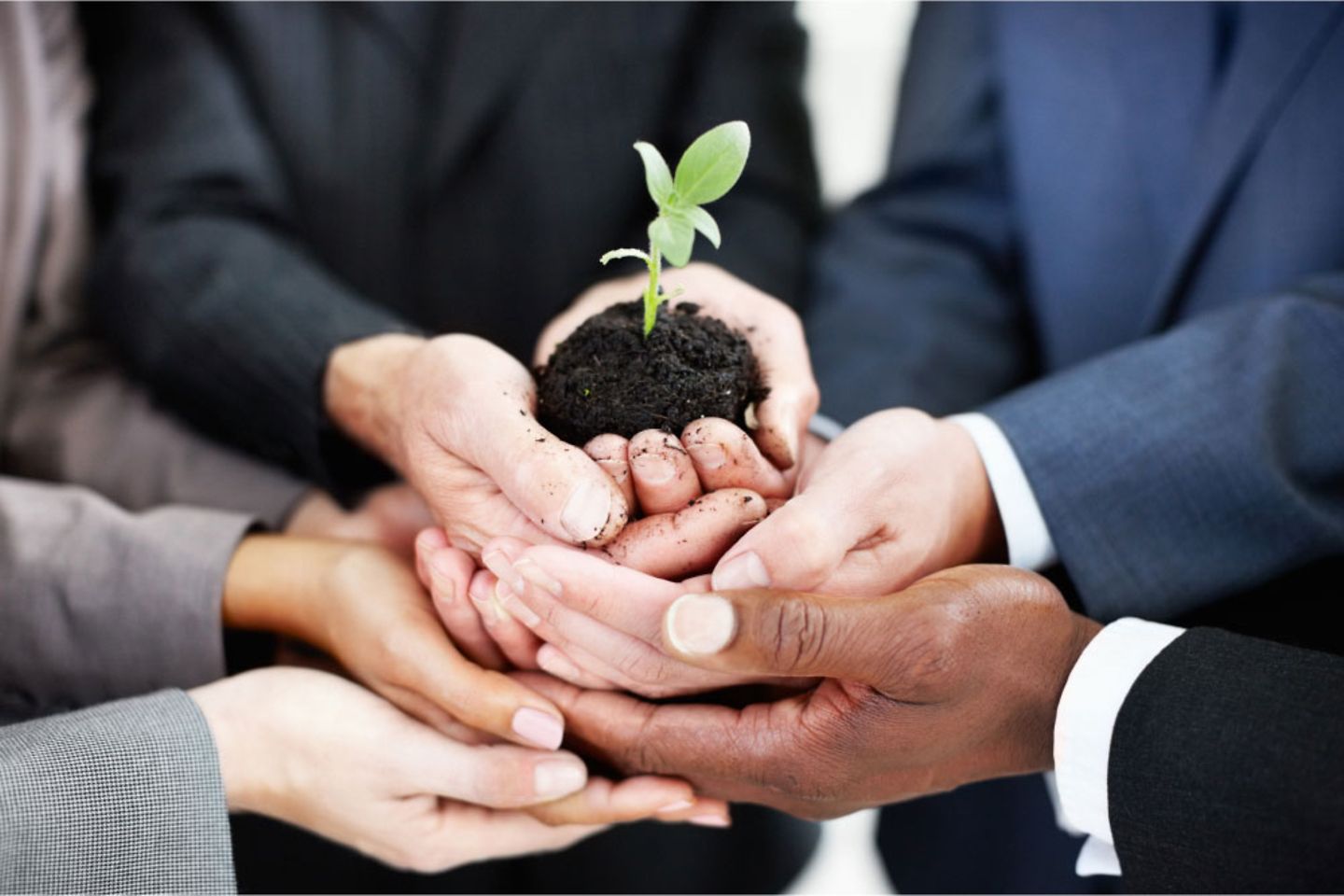 Business people hold a plant together