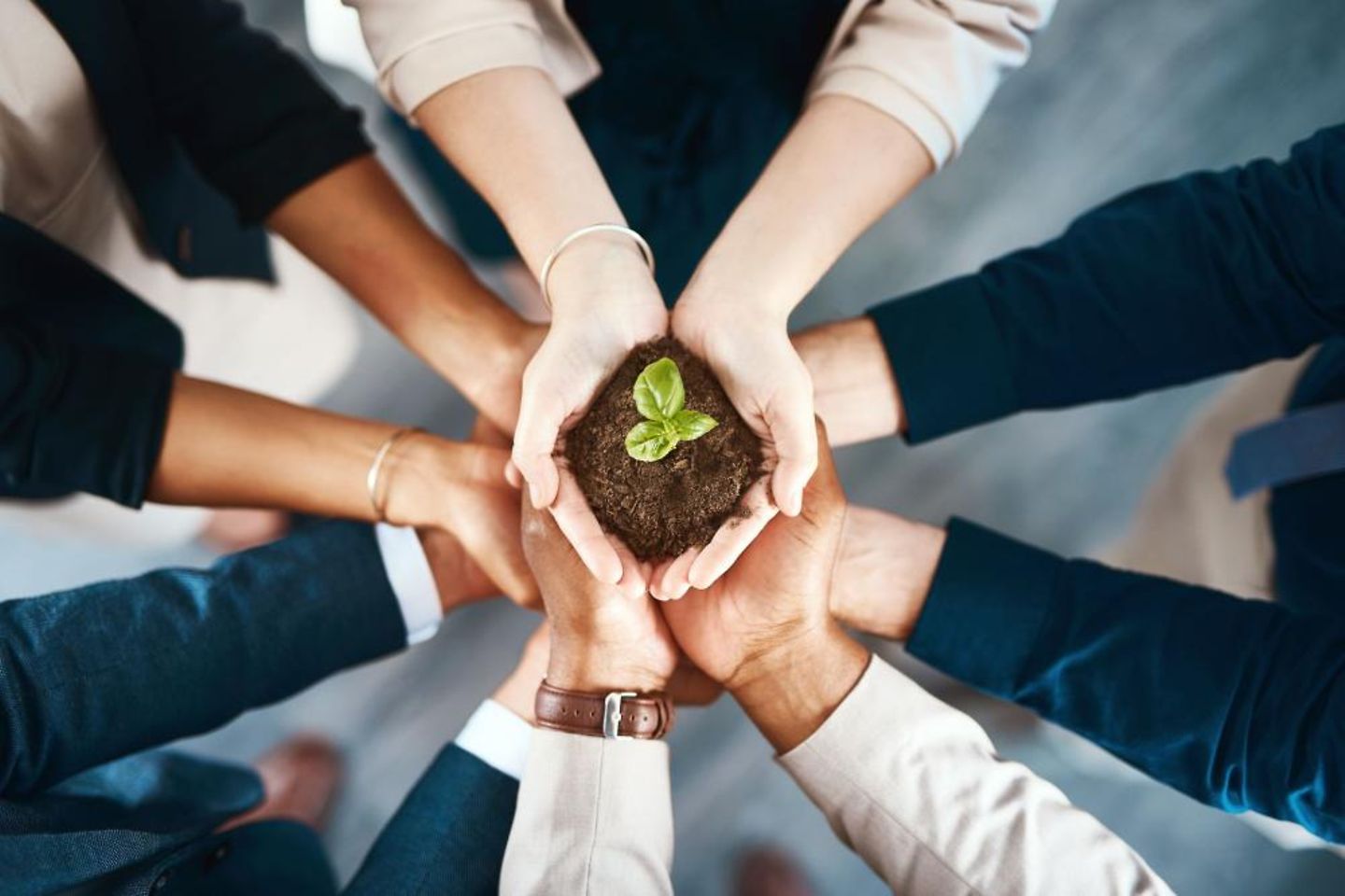 Many hands hold up a small seedling in soil