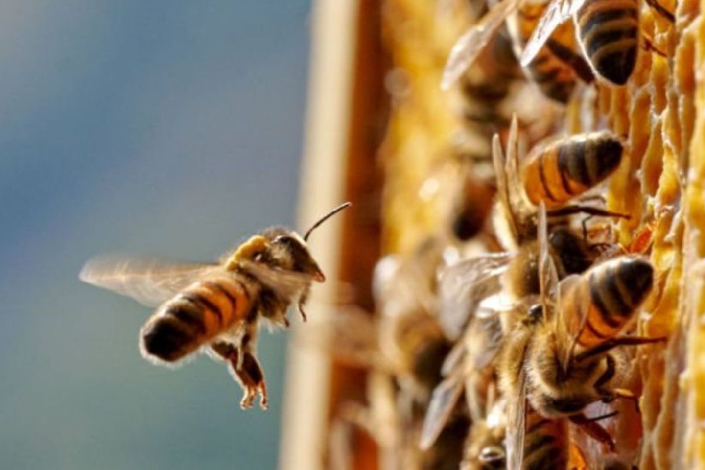 Bees fly on a honeycomb