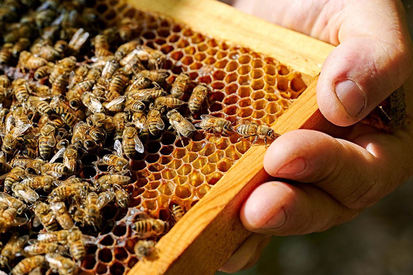 Mano de un apicultor sosteniendo un panal