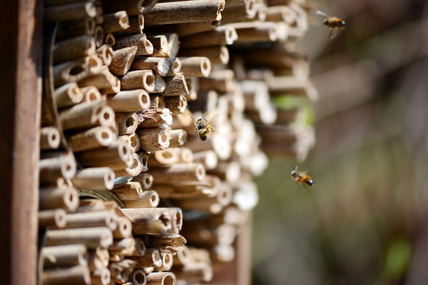 Abejas silvestres volando delante de un hotel de insectos