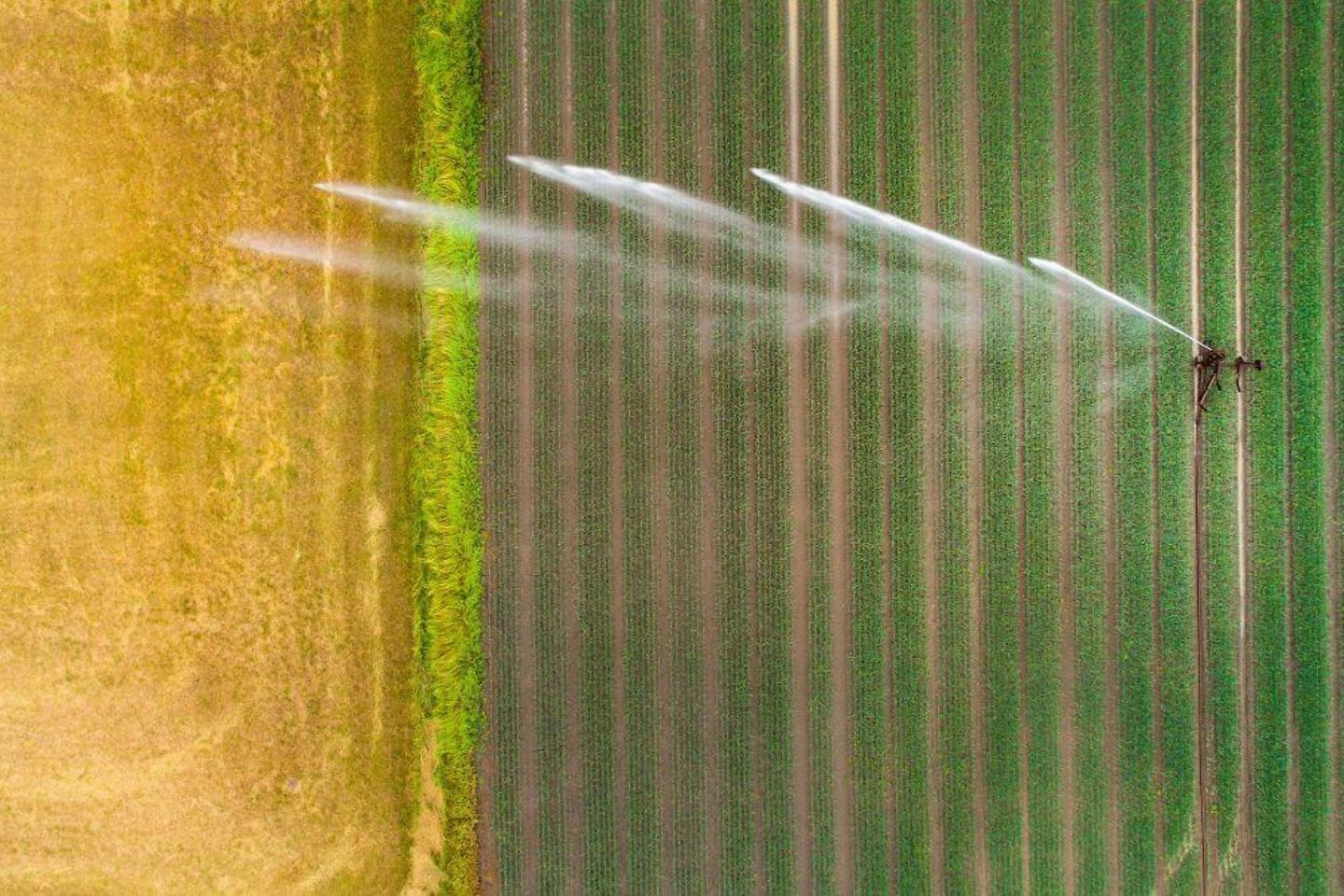 Watered farming with field sprinklers