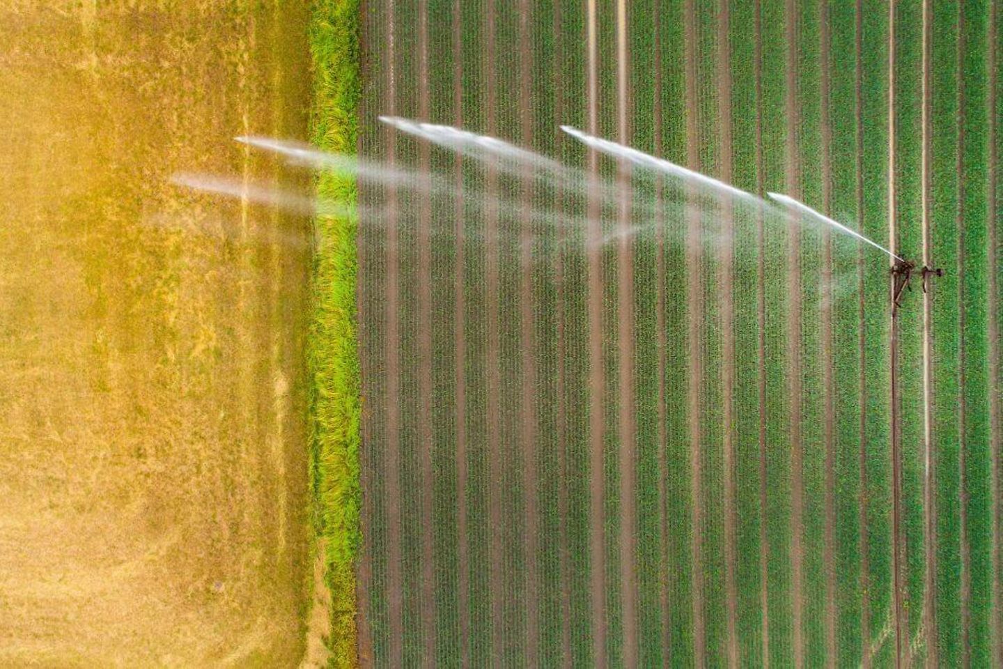 Agricultura con riego por aspersión