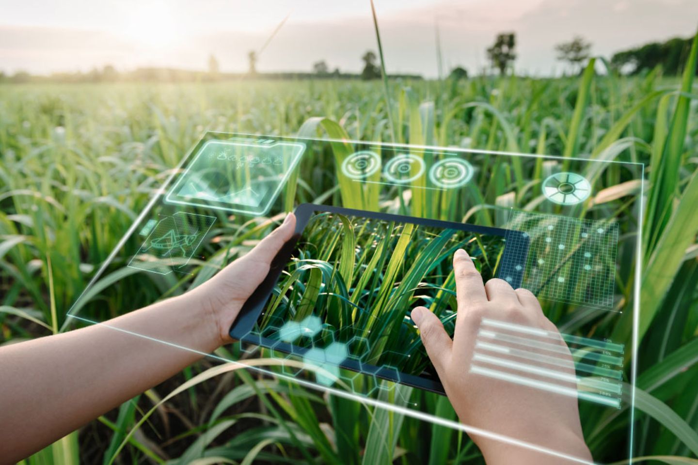 Agricultor con tableta y visualizaciones de RV sobre una planta 
