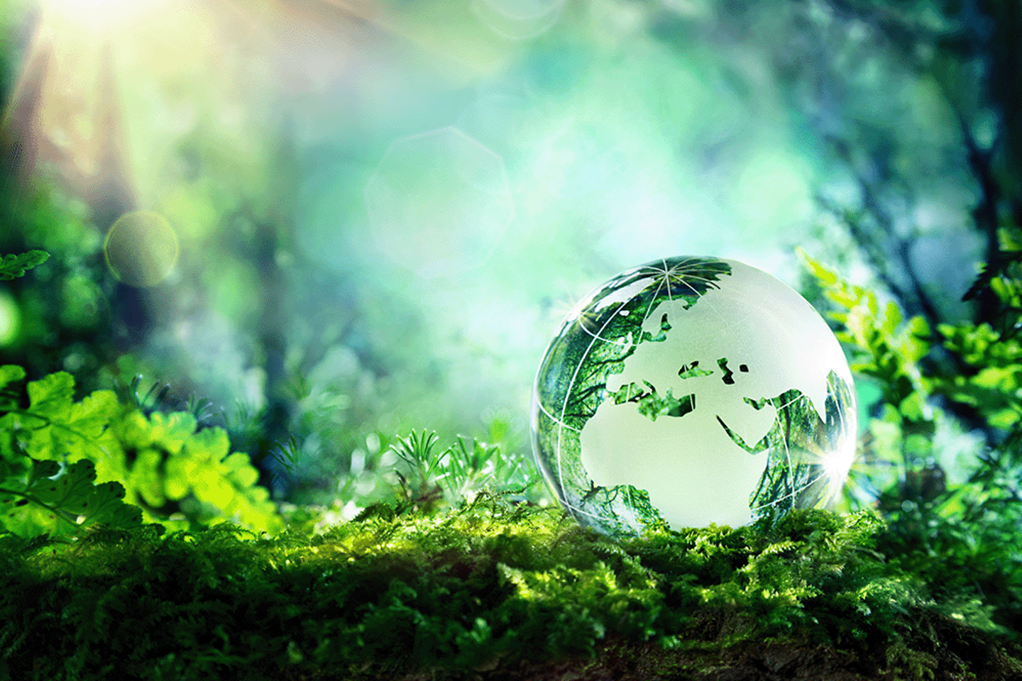 globe on moss in a forest